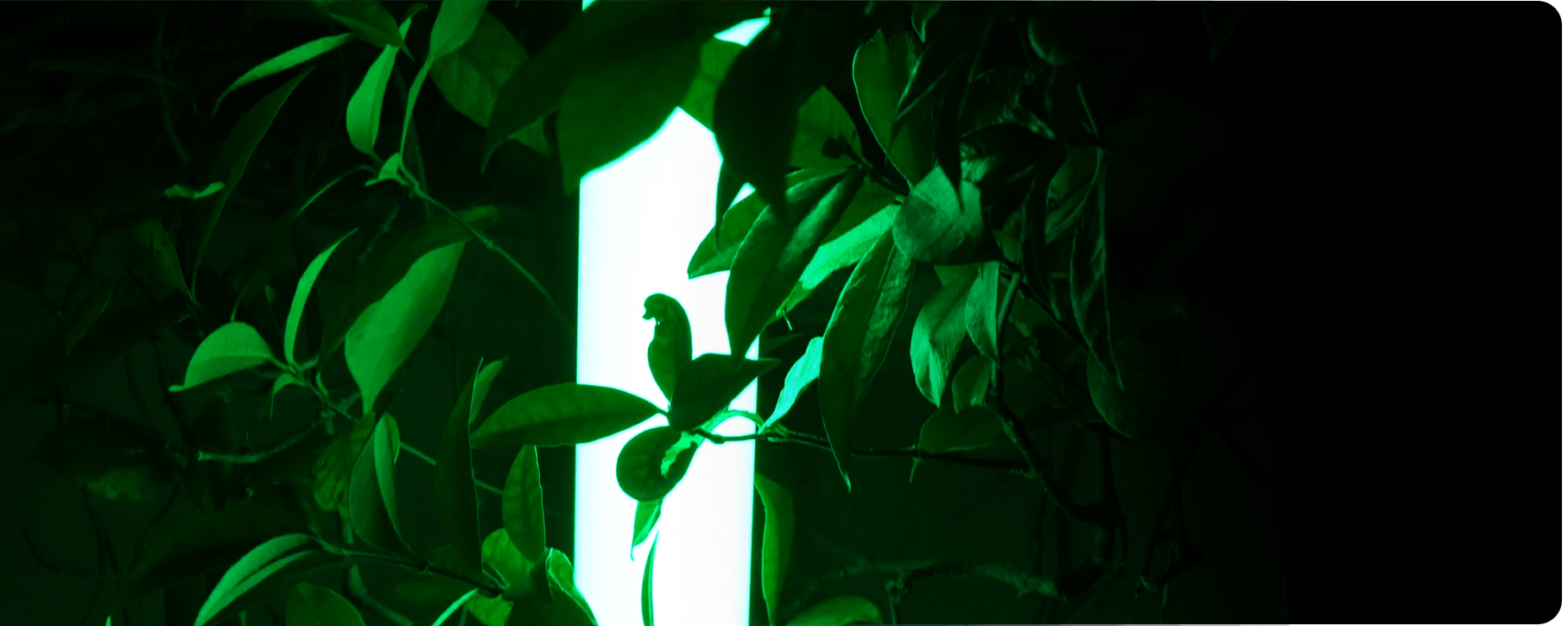 titanlum-Battery-Powered-Light-Tube